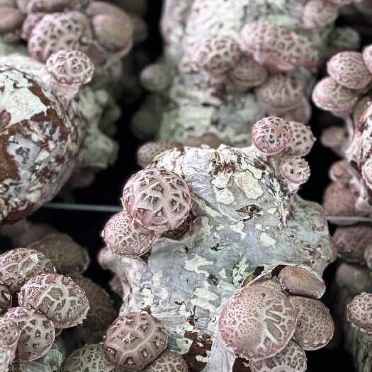 云南昭通精选花菇 高原基地  源头直发