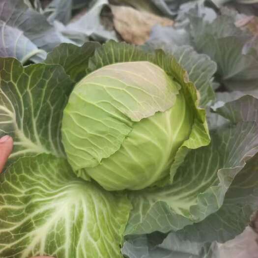 包菜