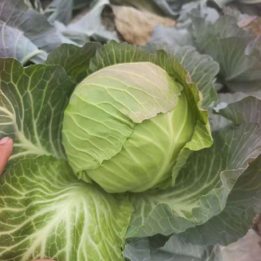 邓州市包菜