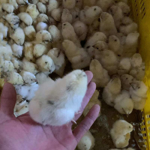 广州海兰灰蛋鸡苗海兰褐蛋鸡苗优秀蛋鸡品种包打疫苗厂家直销