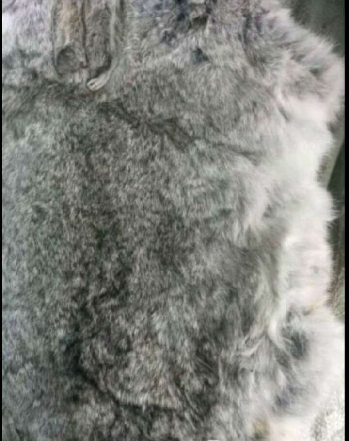 兔毛兔皮，农村自养，兔龄在5个月以上，有白色，灰色等晒干皮