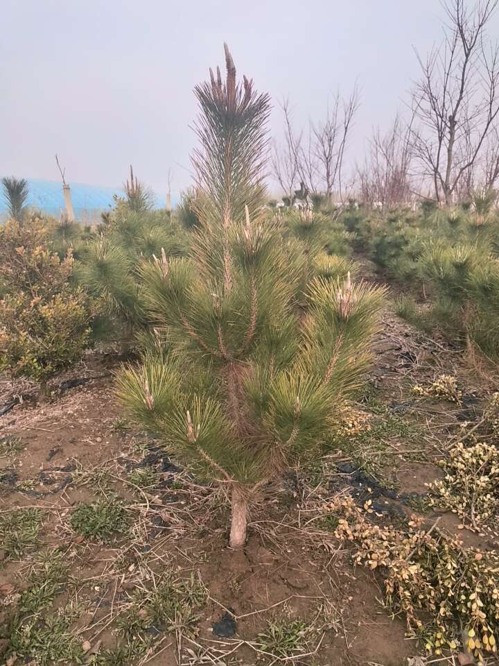 黑松，高1米左右高，冠70厘米左右，毛坯苗。