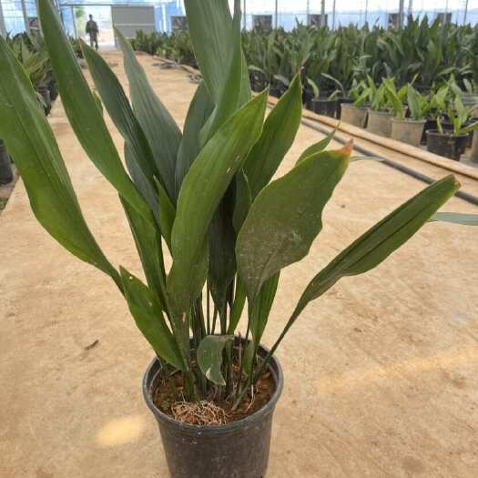 郎溪县一叶兰大叶万年青蜘蛛抱蛋2加仑