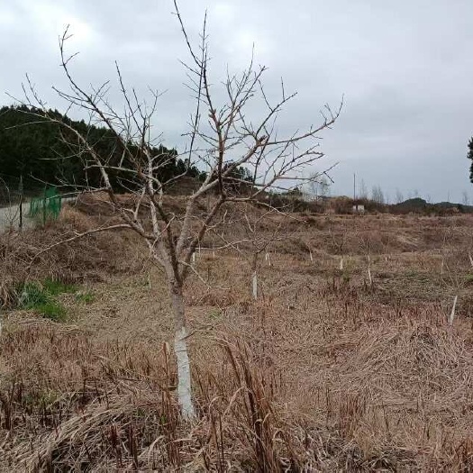 剑阁县果石榴，挂果树6-9公分