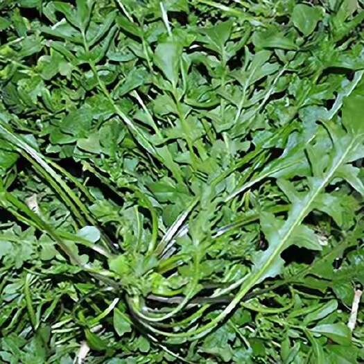 上海荠菜