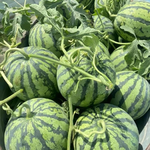 【地头价】当季正宗麒麟美都超甜8424西瓜新鲜薄皮现摘应水果