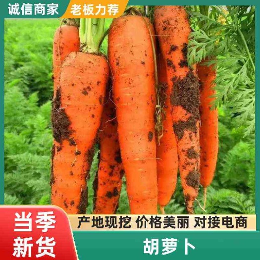 胡萝卜