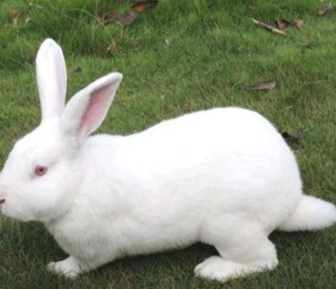 兔毛兔皮，农村自养，兔龄在5个月以上，有白色，灰色等晒干皮