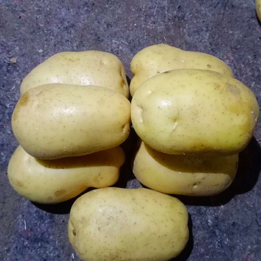 土豆
