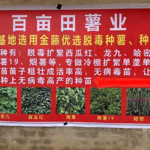 开封祥符区西瓜红扩繁脱毒种苗￼
