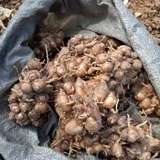 遂溪县新鲜沙姜来自广东湛江遂溪县沙姜现挖现发