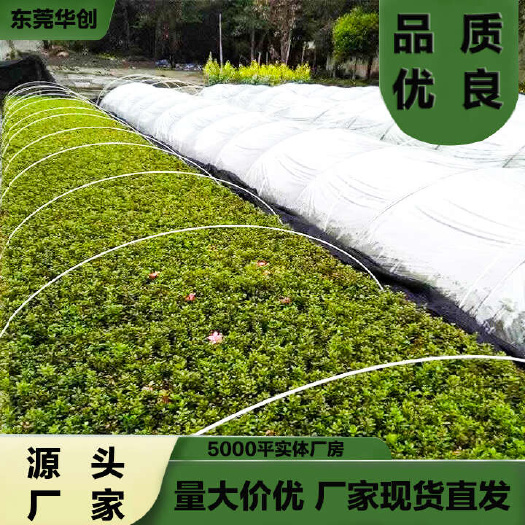 东莞市玻璃纤维杆小栱棚小栱棚杆育苗遮阳棚可取代传统的竹片竹竿