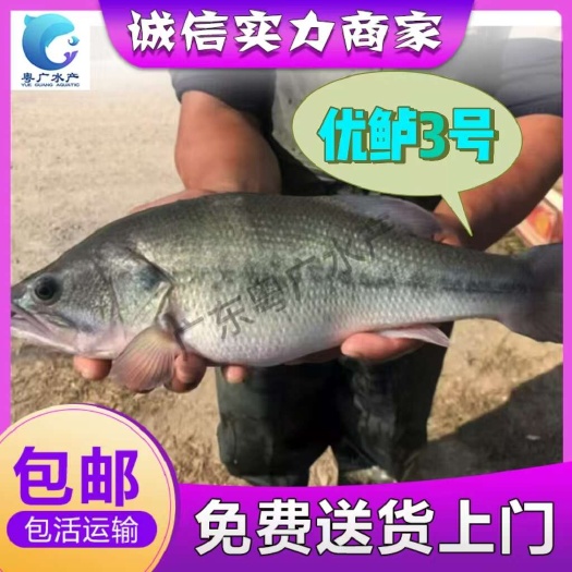 广州场地直销优鲈3号苗 大口黑鲈鱼苗 免费送货 货到付款 训化好