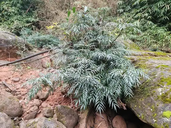 荔波县柳叶十大功劳