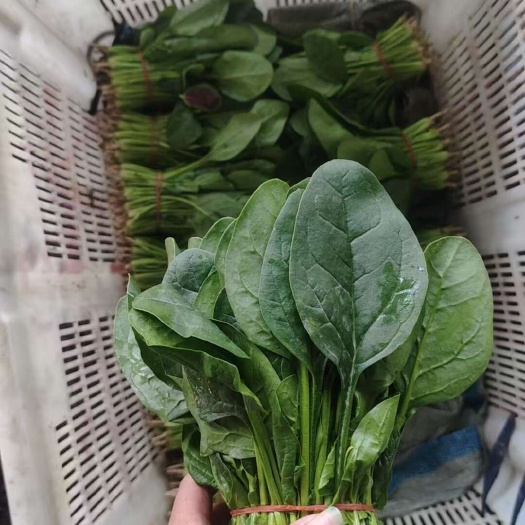 菠菜