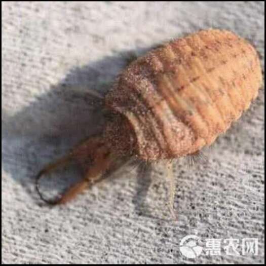 赫章县地古牛