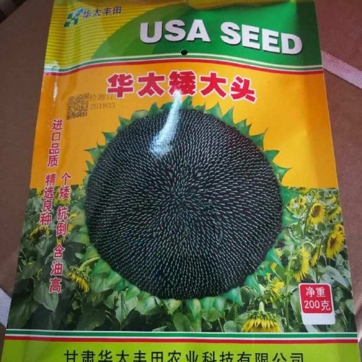 油葵种子矮大头乡村绿化工程打造向日葵油葵花海观赏和榨油向日葵