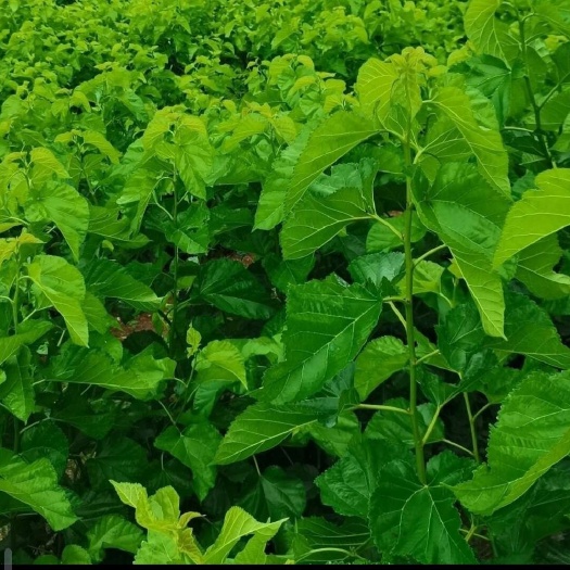 自家种植，现摘现卖