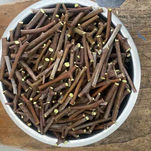 滨州封蜡沾冬2号接穗