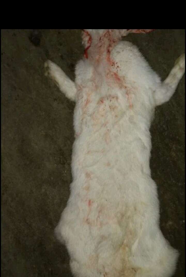 兔毛兔皮，农村自养，兔龄在5个月以上，有白色，灰色等晒干皮