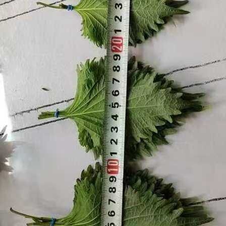 胶州市日苏叶去腥提鲜，产地常年供货质量保证