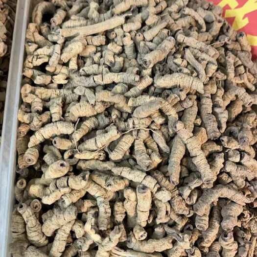 巴戟天