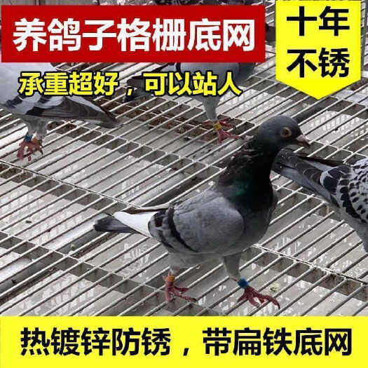安平县热镀锌鸽舍漏粪板 鸡鸭鹅专用养殖网 饲养设备十年不生锈