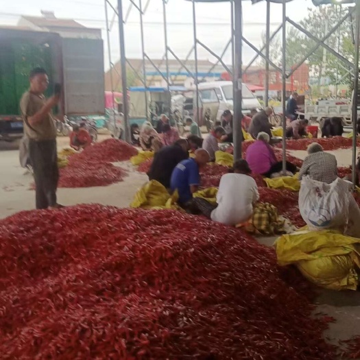 商丘小米椒  去把去帽 市场货  加工厂