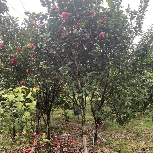 荔浦市红露珍山茶花4-6公分粗80一颗