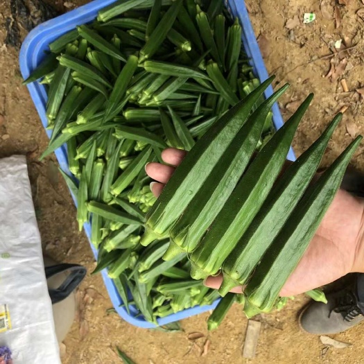 晶葵水果秋葵种子，靓绿光泽好，整齐度好，抗病