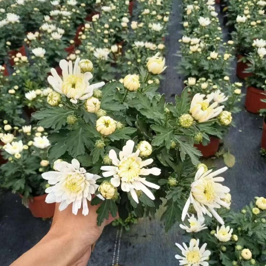 A级祭祀140白菊24盆起批，5.5元/盆