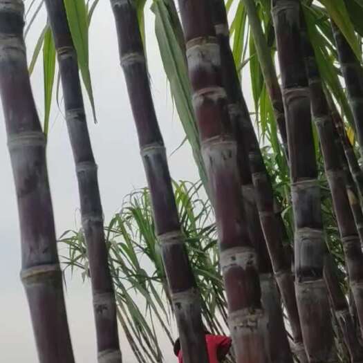 仙桃市仙桃黑皮甘蔗，湖北黑皮，黑皮甘蔗，广西甘蔗