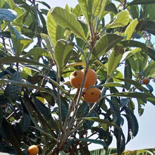 永善县云南昭通永善枇杷新鲜采摘现发货口感佳甜度高果大饱满