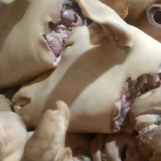 邯郸火烧精品老山羊，鲜鲜的，出肉率杠杠的