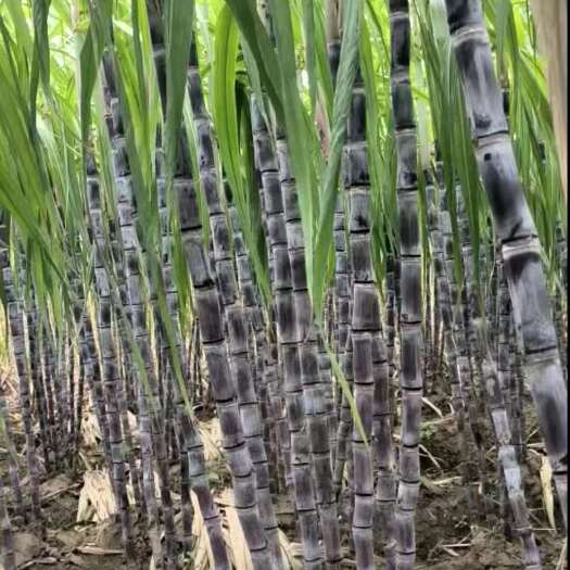 仙桃市湖北黑皮甘蔗，仙桃黑皮甘蔗，水果甘蔗