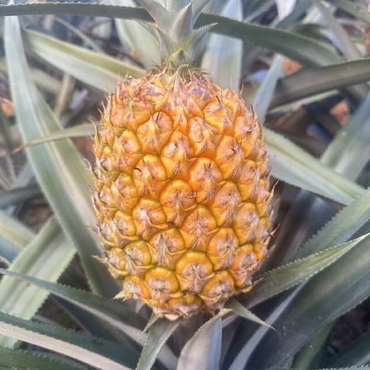 屏边县云南香水菠萝最后一波500吨