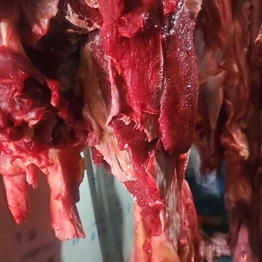 呼和浩特加工四分体：工厂（胸腩连体，牛前，牛后，牛腱）