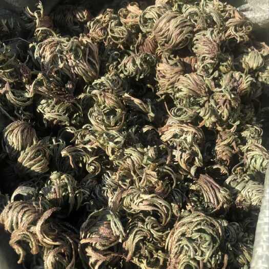科右前旗卷柏，九死还魂草，东北卷柏