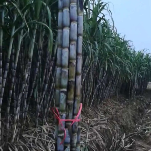 青皮甘蔗，666