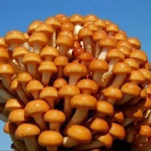 岫岩县【东北特产】蘑菇新鲜腌制滑子蘑滑子菇基地批发