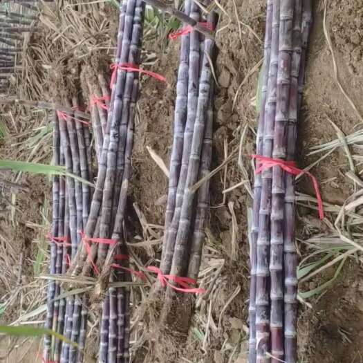 仙桃市黑皮甘蔗，甘蔗黑皮，皮薄清甜渣少