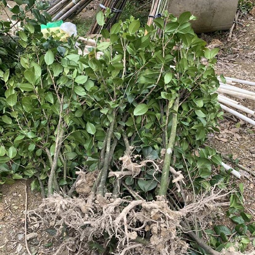 荔浦市2公分粗左右裸根桩5块钱一颗茶花桩红露珍茶花嫁接砧木批发。