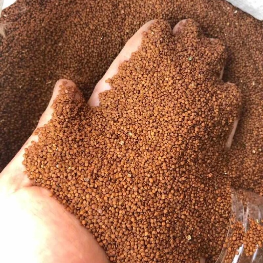 南华县云南楚雄南华县特产冰粉籽新鲜现采品质保证