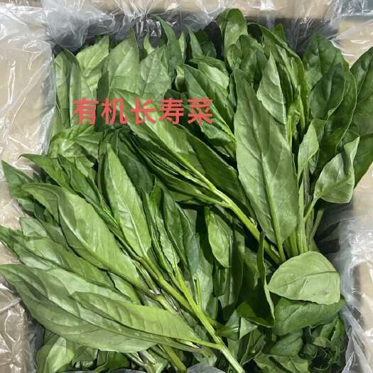 开平市长寿菜