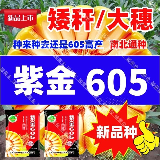 农科院种子大全矮杆玉米种子抗病抗倒南北通种紫金605包邮