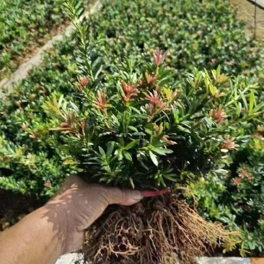 荔浦市红芽罗汉松小红帽品种15-40高扦插苗