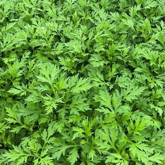 兴宁市新鲜艾草