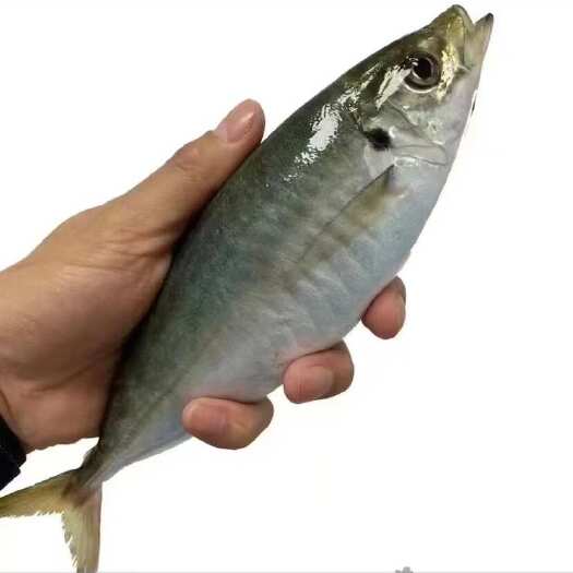 东山县东山岛生态养殖土豪巴浪鱼，刺身级别！供高端酒店，私厨。