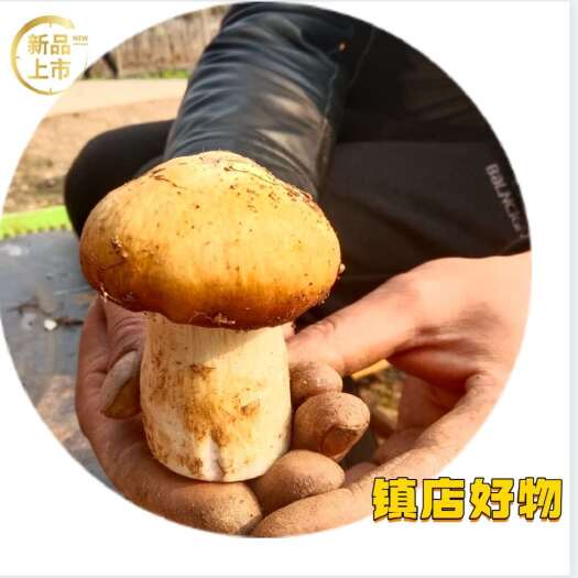 新鲜赤松茸直供来自河南南阳内乡县的优质食用菌蔬菜
