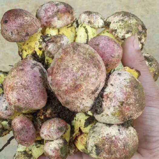 冕宁县各种食用野生菌